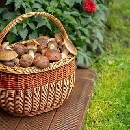 - Wypoczynek Nad Stawem Na Kaszubach * Karsin