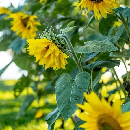 - Wypoczynek Nad Stawem Na Kaszubach