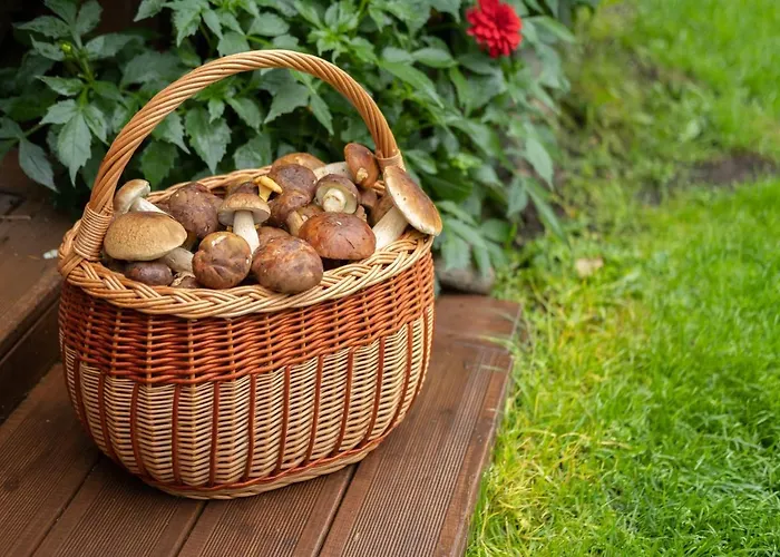 - Wypoczynek Nad Stawem Na Kaszubach * Karsin