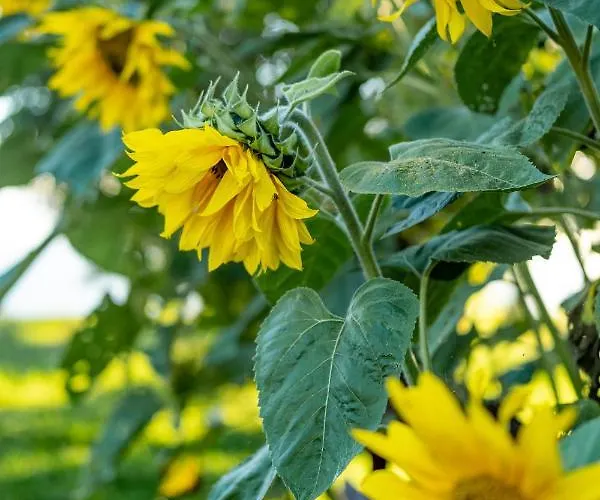 - Wypoczynek Nad Stawem Na Kaszubach